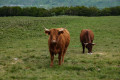 Vaches de race Salers