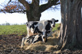 Vaches en bordure de chemin