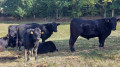 Vaches et veaux dans un pré.