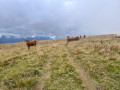 Vaches sur les crêtes