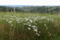 Vers les coteaux d'Albi