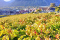 Vieille vigne centenaire cépage Molard