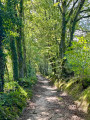 Vieux chemin creux