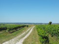 Vignes à Gimeux