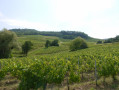 Vignes à perte de vue