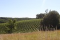 Vignes à Saint-Laurent-de-Cognac