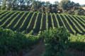 Vignes autour de Lagardère