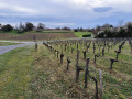 Vignes avant l'entrée à Lugon