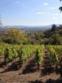 Vignes de Châteaugay