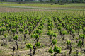 Vignes de Poussan