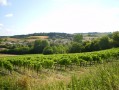 Vignes de Saint-Laurent-de-Cognac