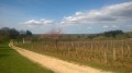 Vignes et plaine de Cramans