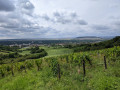 Vignes joigny