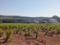 Vignes