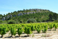 Vignes