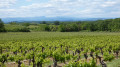 Entre vignes et forêts, un cade millénaire autour de Castelnau-Valence