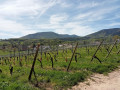 Vignoble bas après point 7