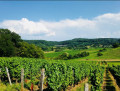 Vignoble de Montigny-l&egrave;s-Arsures