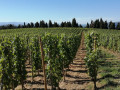 Vignoble réputé de l'Hermitage sur les côteaux de TAIN L'HERMITAGE