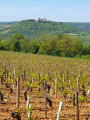 vignoble vézelien