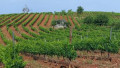 Vignobles du Bierzo