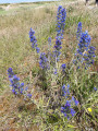 Vipérine commune en fleurs.