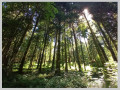 La Forêt de la Joux, de la Maison du Chevreuil au Belvédère de la Roche