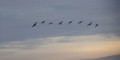 Circuit dans le "Waal en Burg Polder"