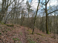 Vue dans les bois de feuillus