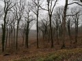 Vue de la forêt depuis la Route Forestière des Gelinottes