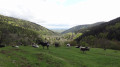 Vue de la vallée de Rimbach depuis les pâturages sous La Glashütte