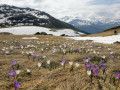 Vue du plateau, les pieds dans les crocus (entre 4 et 5)