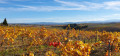 Vue sur Bugarach