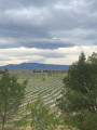 Panoramique entre garrigue et pinède à Saint-Frichoux