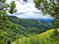 Vue sur la forêt de Planastie