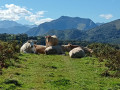 Vue sur la chaîne avec vaches