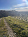 Entre vignes et Loire à Tracy