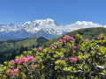 Vue sur le Mont-blanc