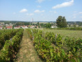 Vue sur le village depuis les vignes