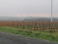 Vue sur les vignes