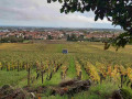 Vue sur les vignes