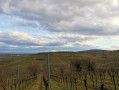 Balade dans le vignoble de Dorlisheim