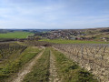 La treille de Saint-Bris